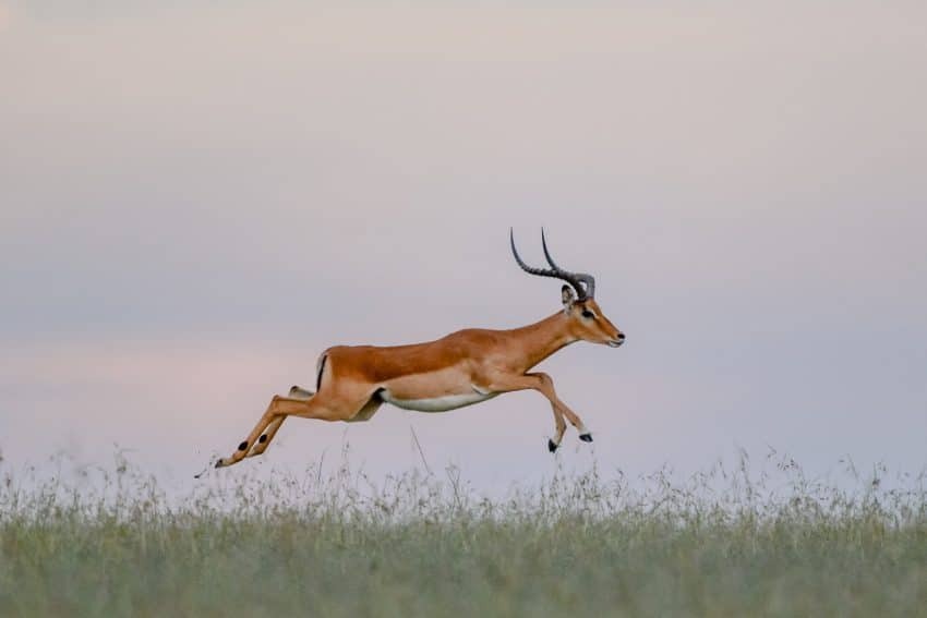 Antilopa Impala