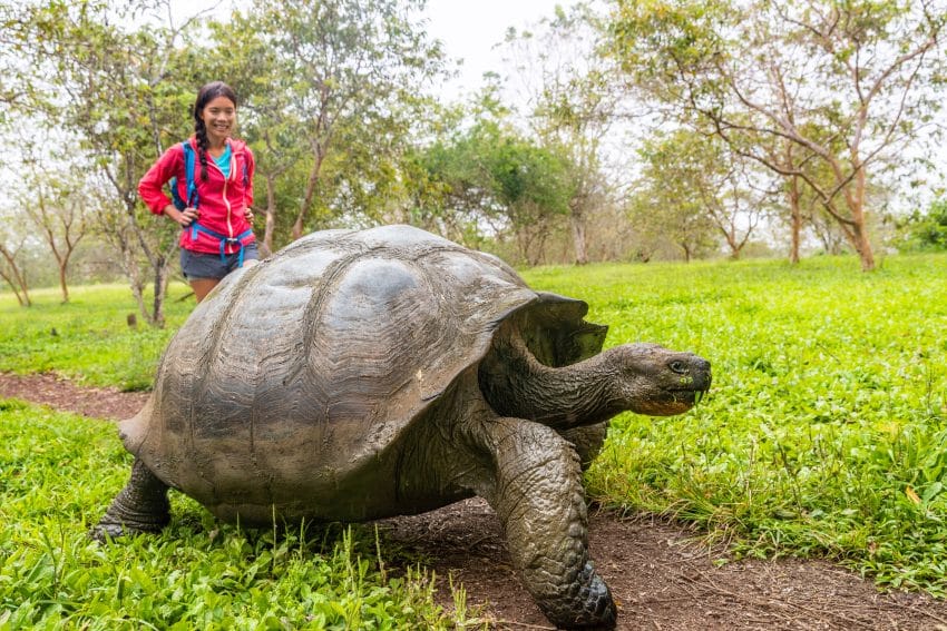 Broasca testoasa gigant Galapagos Insula Santa Cruz