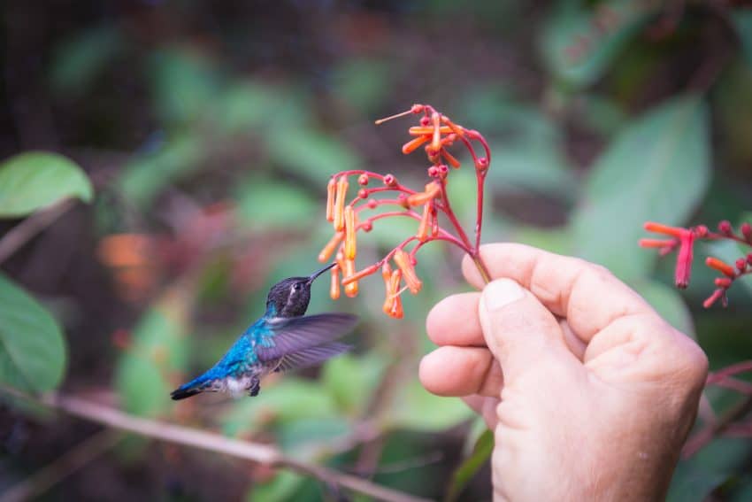 Pasarea Colibri