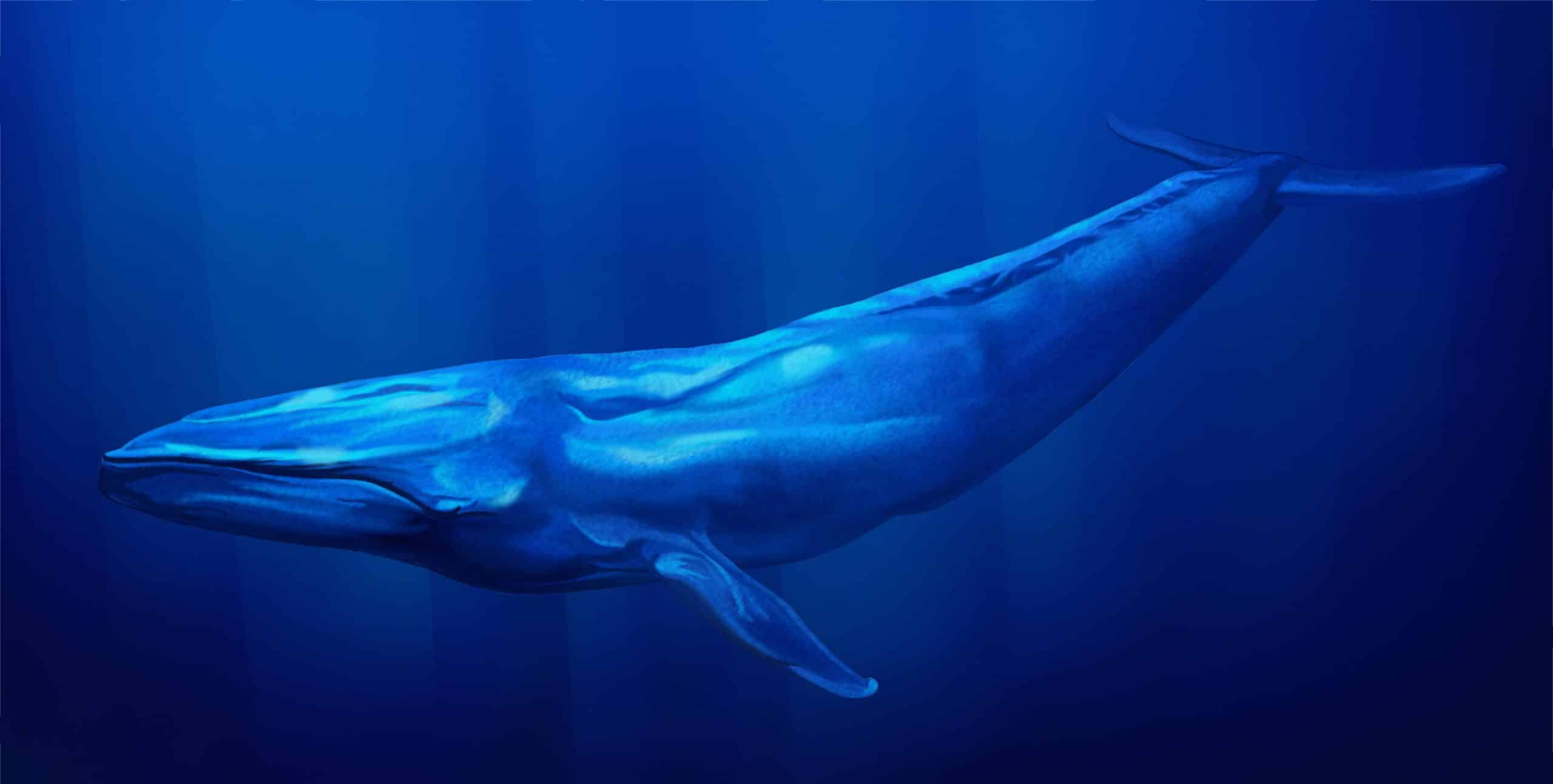 Balena albastră deține recordul mondial în mai multe privințe