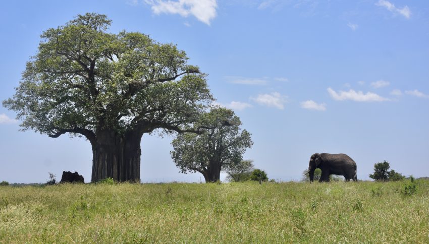 Baobab