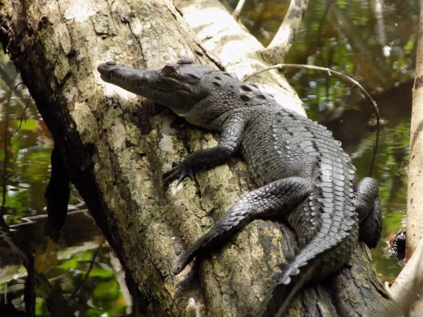 Crocodil in copac