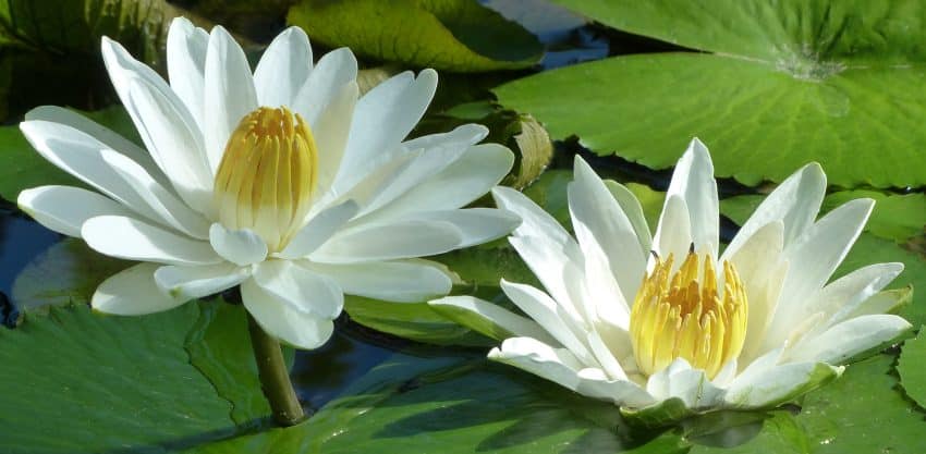 Nymphaea lotus