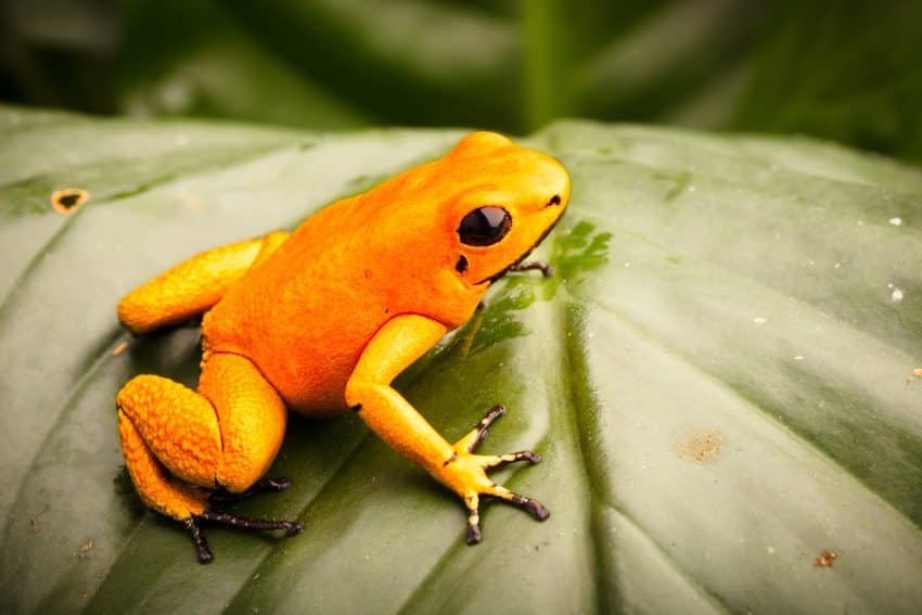 Broasca otravitoare aurie Phyllobates terribilis