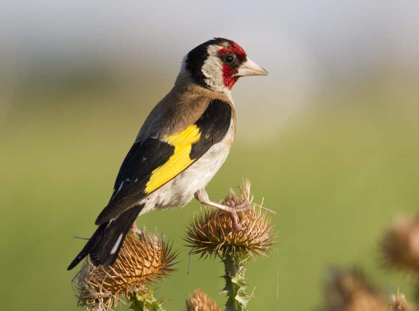 Sticlete Carduelis carduelis