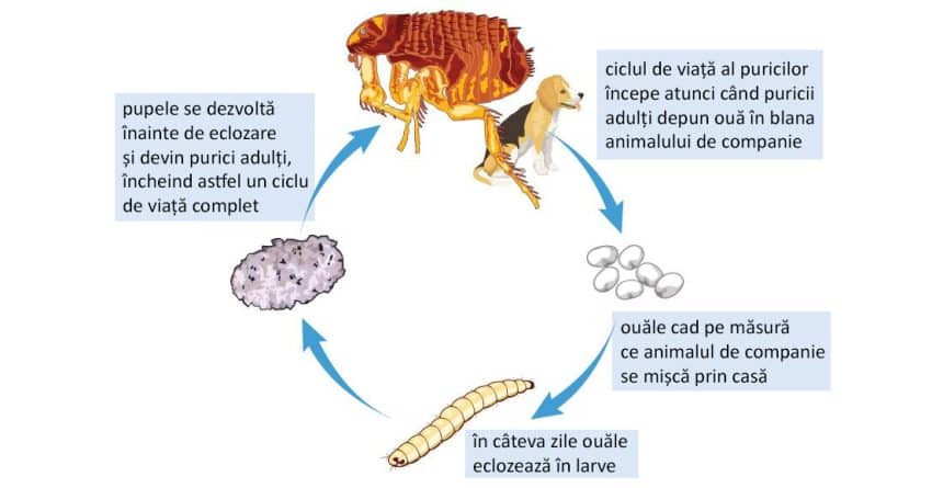 Purici