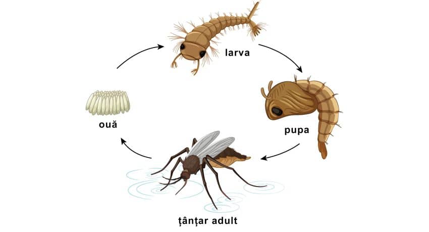 Tantarii Inmulțre