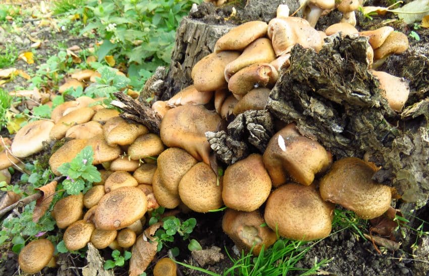 Armillaria ostoyae - Ciuperca de miere