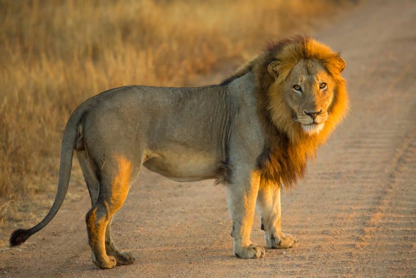 Leul regele animalelor