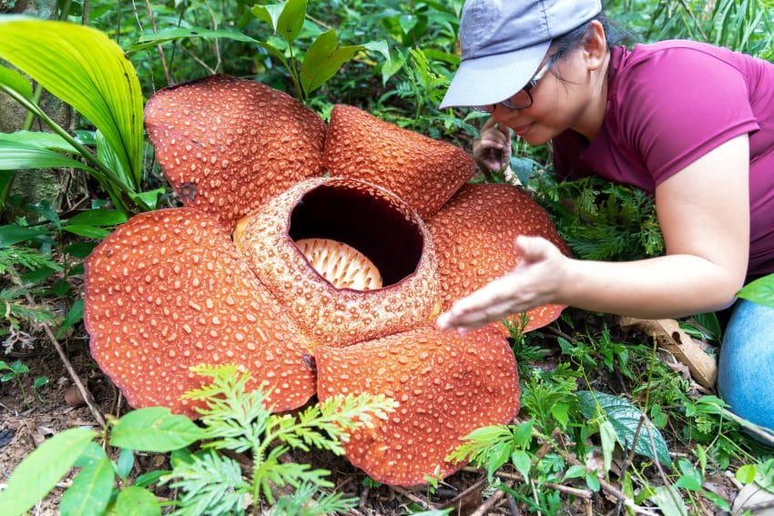 Rafflesia - cea mai mare floare din lume