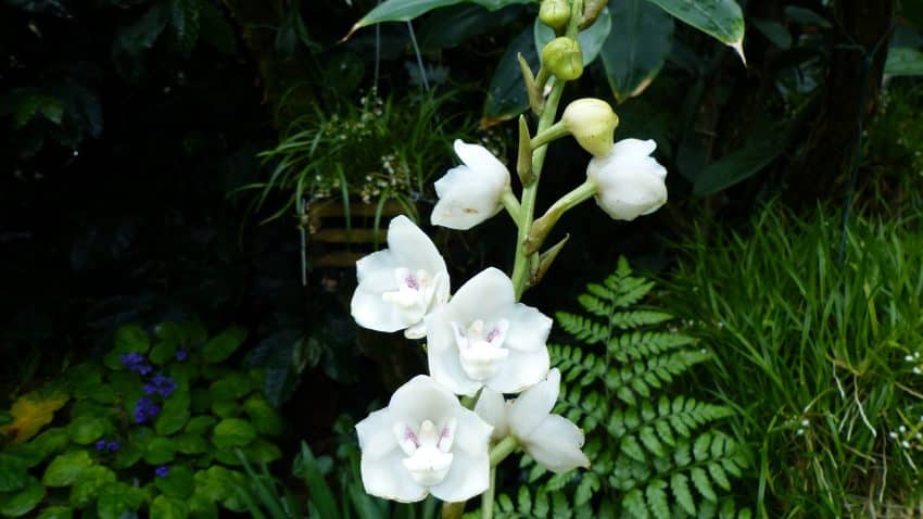 Orhideea porumbel - Floarea Duhului Sfant