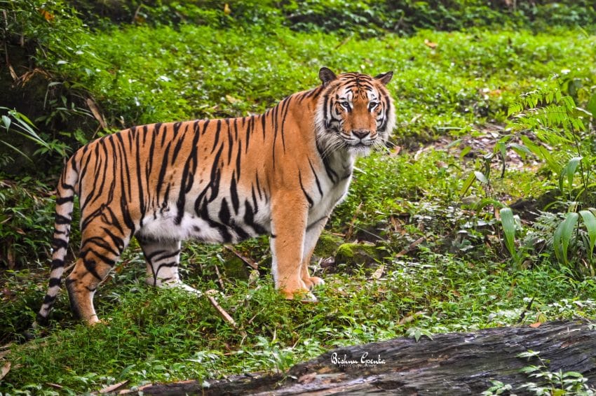 Tigrul - informații și curiozități despre regele junglei