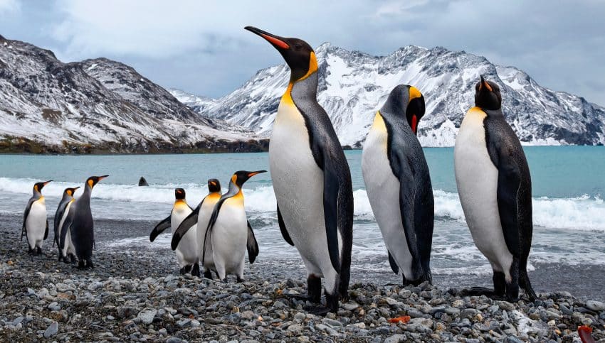Pinguinii - păsări care nu mai pot zbura dar pot înota