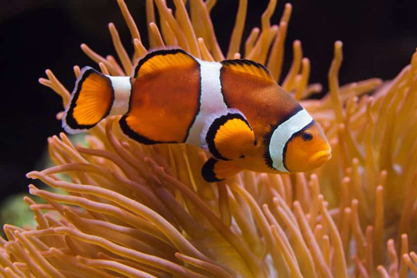 Peștele Clovn – Inteligent, în Simbioză cu Anemonele Marine