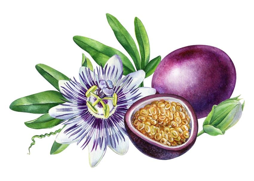 Fructul pasiunii - floarea lui este un simbol al patimilor lui Iisus