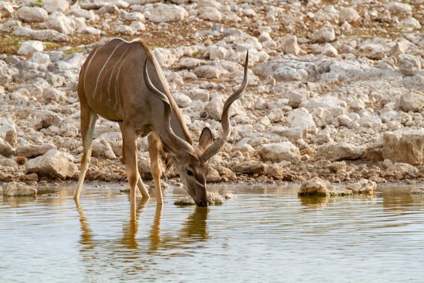 Marele Kudu: Antilopa cu cele mai lungi coarne din lume