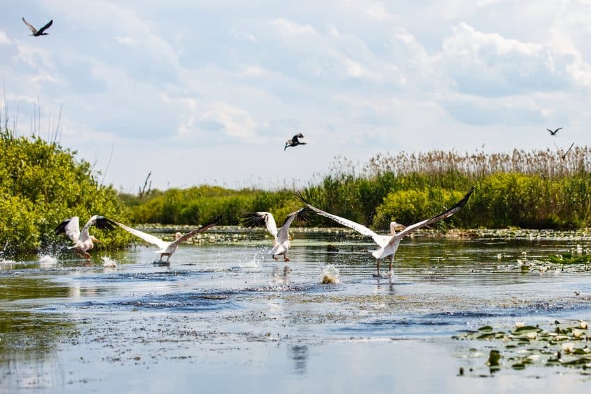 Ziua Internațională a Rezervațiilor Naturale (poza cu Delta Dunării)