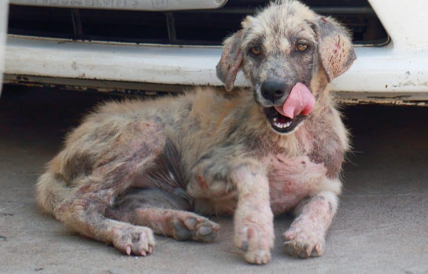 Animale abandonate – victime ale nepăsării